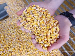 Sprzedam kukurydzę paszową z Ukrainy. 1500. Sprzedam 1500 ton