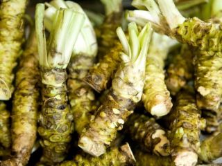 Świeży korzeń Japońskiego chrzanu Wasabi. Preferowany kontakt mailowy