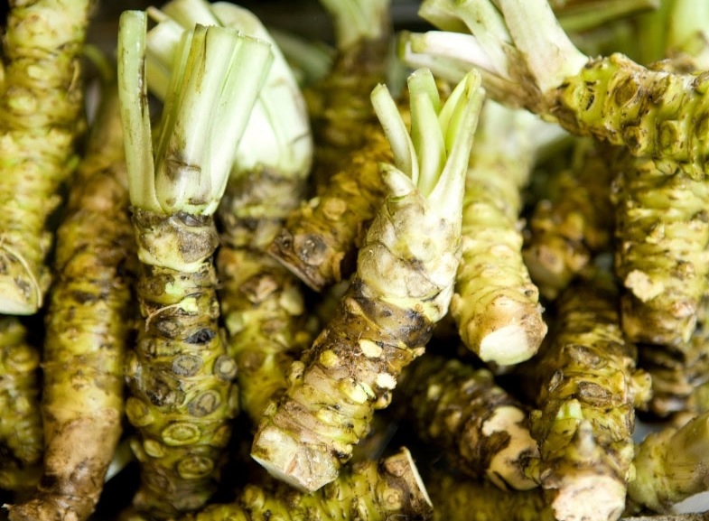 Świeży korzeń Japońskiego chrzanu Wasabi