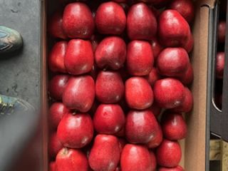 Sprzedam jabłko odmiany Red Delicious, Golden Delicious, Jonaprince, Jonagored,