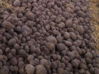 Sprzedam Buraczki czerwone 2 zł/kg Marchew 2 zł/kg Numer