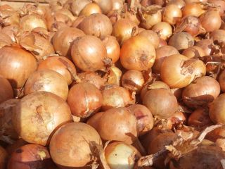 Sprzedam cebulę ,kaliber od 4,5 + pakowane w workach