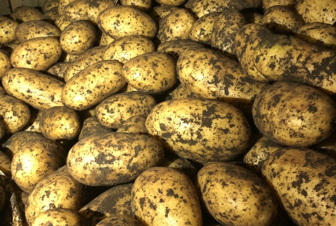 Jakość Świeże ziemniaki hodowlane do sprzedaży hurtowej Specyfikacje świeża cebula 1) Rozmiar: 4-7 cm, 7-9 cm, 9 cm w górę 2) Opakowanie: 10 kg, 20 kg/worek