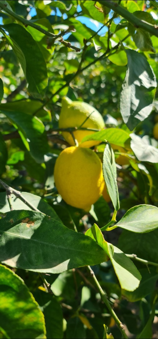 Unikalna odmiana cytryn Verna z regionu Murcji, krajowych producentów