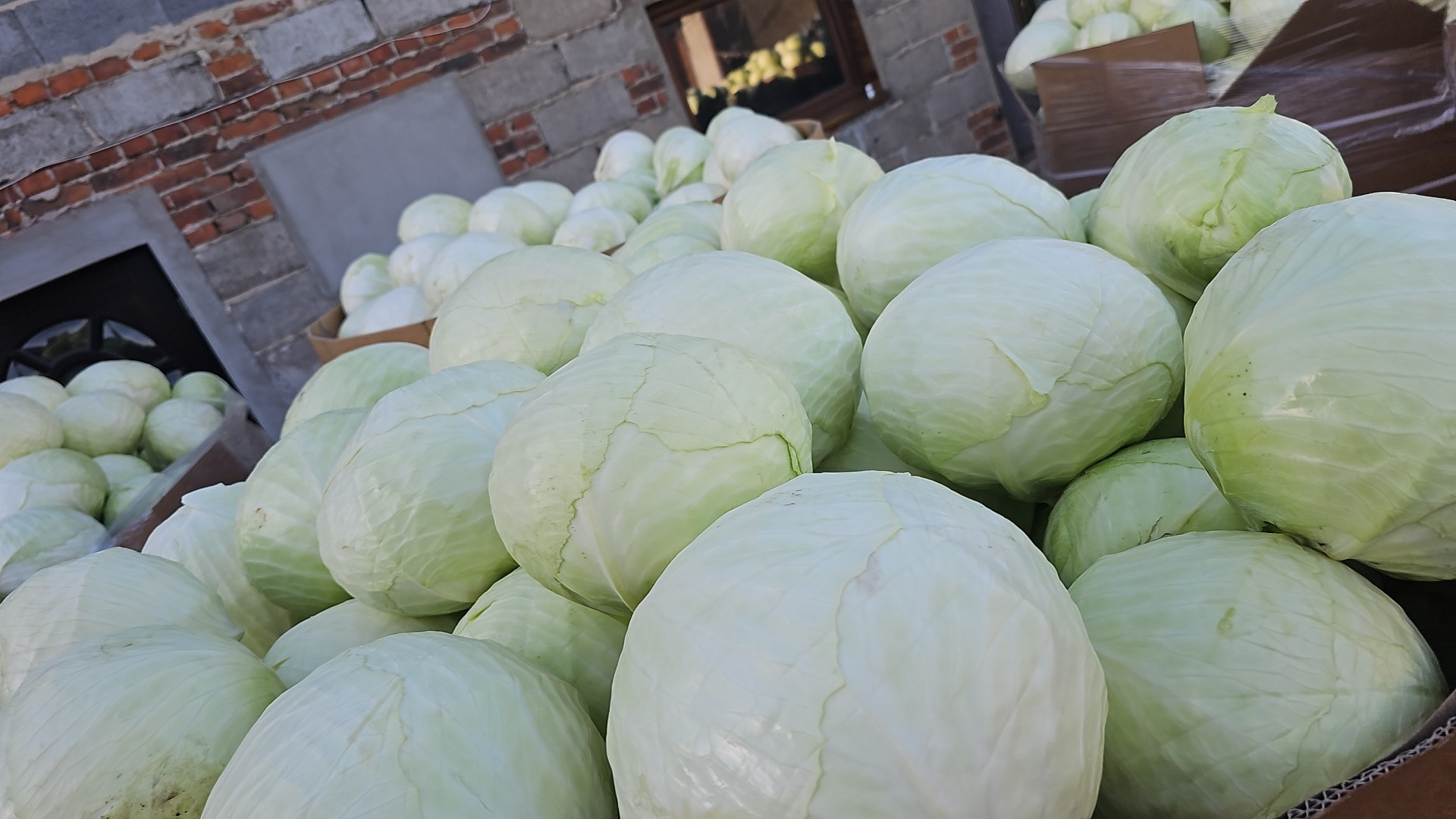 Witam posiadam kapustę białą jak I czerwoną od 1 do 3.5 kg