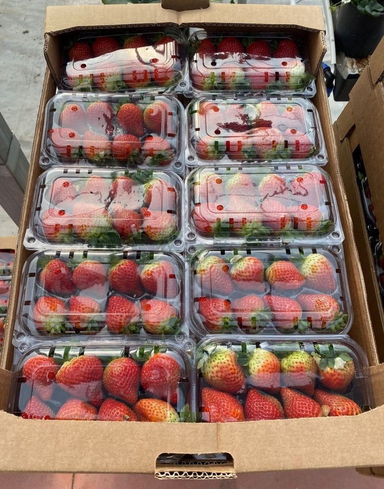 sprzedajemy świeże truskawki Odmiana: Fortuna - Festival - Sensation Styl: Fresh Opakowanie: 250 g / opakowanie typu punnet: 10 punnet / karton Rozmiar: 25