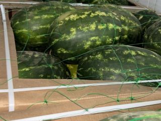 Jesteśmy importerem arbuza z Maroka. Oferujemy najlepszą obsługę i