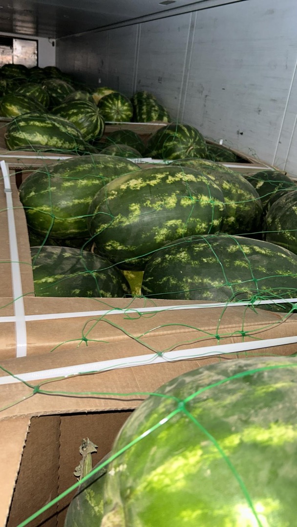 Jesteśmy importerem arbuza z Maroka