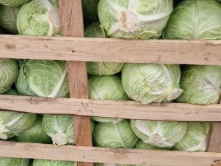 NOWY SEZON NOWEJ KAPUSTY, PRODUKCJA BEZPOŚREDNIO Z POLA PRODUCENTA,