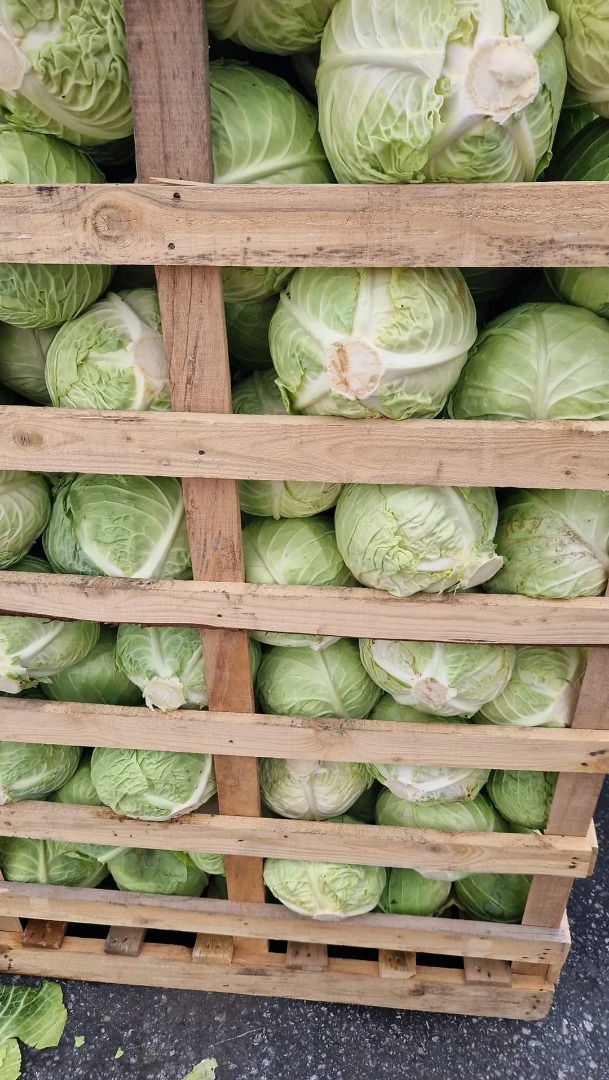 NOWY SEZON NOWEJ KAPUSTY, PRODUKCJA BEZPOŚREDNIO Z POLA PRODUCENTA, CEN DO NEGOCJACJI, POSIADAMY KAPUSZĘ CZERWONĄ I BIAŁĄ PAKOWANĄ W ZIELONĄ SIATKĘ, FOLIĘ I