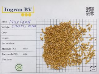 Nasza firma Ingran oferuje nasiona gorczycy brązowej (Brassica nigra)