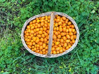 Kumkwat z Portugalii. Bezpośrednio od producenta. Aktualnie na sprzedaż