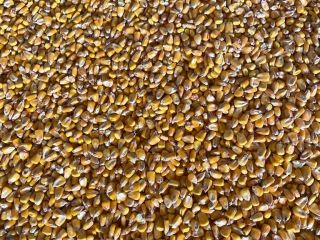 Corn 1000 tons. Country of origin: Ukraine; GMO-free; Humidity: