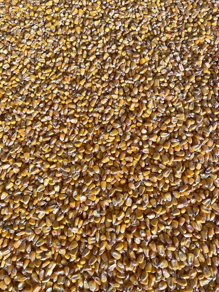 Corn 1000 tons