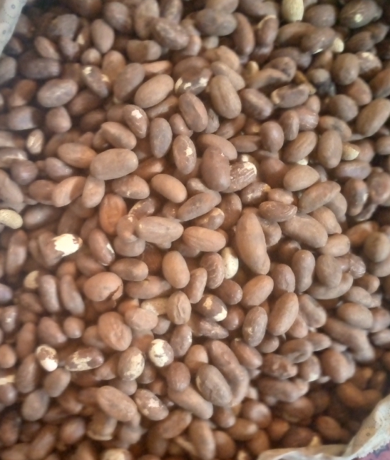 Bitter kola for sale contact+[phone number]