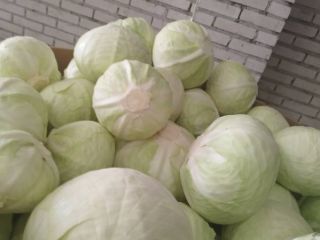 Sprzedam kapustę białą jakość marketowa i przemysłowa. Kaliber 1.5-4kg