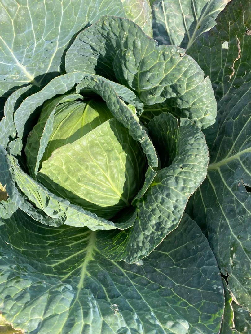 Sprzedam kapustę białą naturalną ekstra jakości