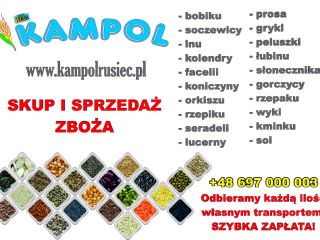 Kupię PROSO (żółte, białe, czerwone), GROCH, PELUSZKA, PSZENICA, JĘCZMIEŃ,