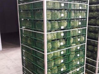 Prosto z ziemi, zebranej przez pracowite ręce naszych rolników,
