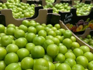Zajmujemy się hurtową sprzedażą zielonych śliwek. Ponieważ jakość jest