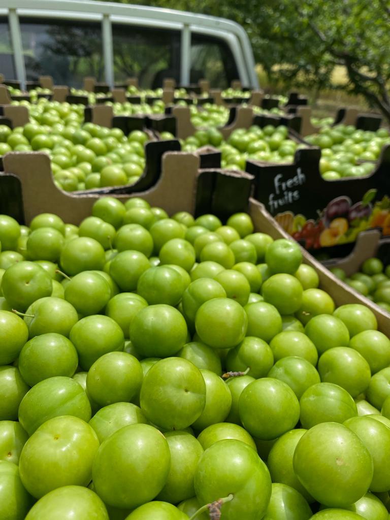 Zajmujemy się hurtową sprzedażą zielonych śliwek