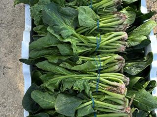 Dzień dobry, jesteśmy rolnikami, producentami i eksporterami szpinaku. posiadamy