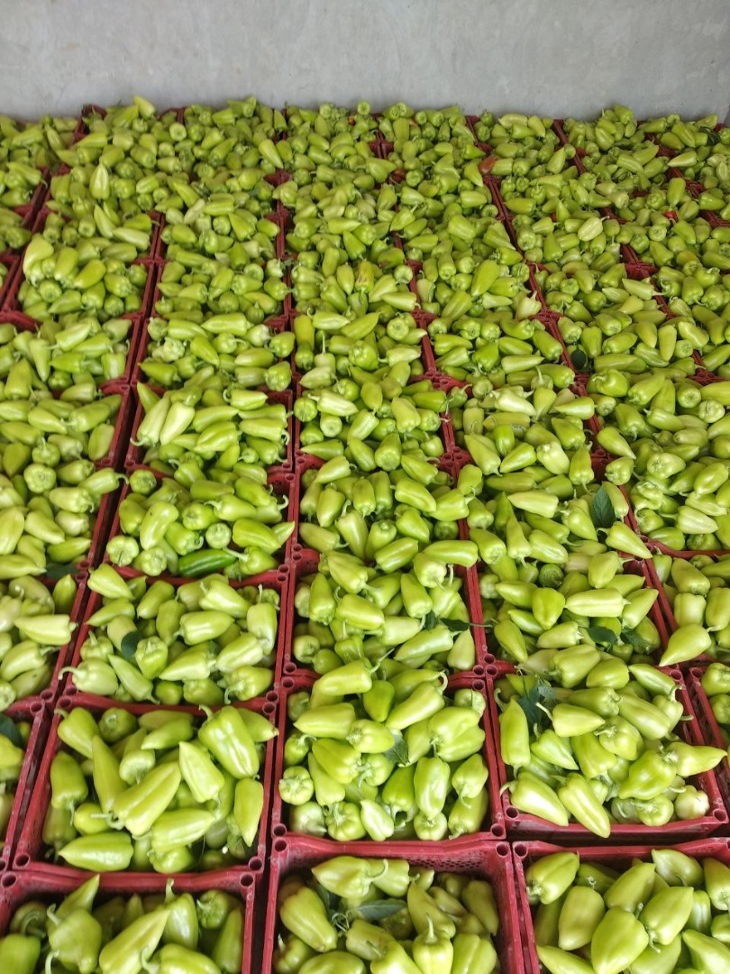 świeża zielona papryka eksport z Uzbekistanu Nasza firma w kraju Uzbekistan – Central Asia LLC „World Import Export Trade” – hurtowa firma agroprodukt