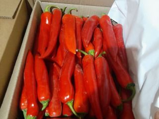 fesh czerwone chilli świeże Eksport czerwonych chilli z Uzbekistanu