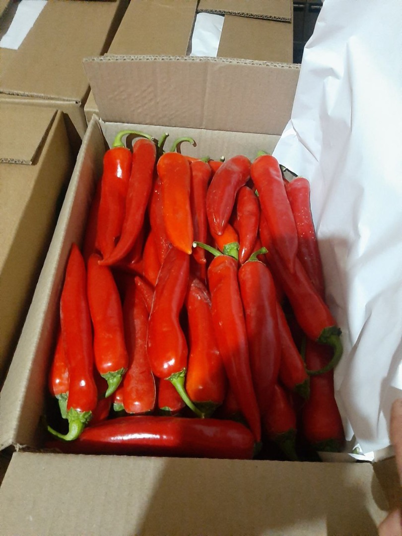 fesh czerwone chilli świeże Eksport czerwonych chilli z Uzbekistanu ciężarówką Fly (air) ref (frigo)