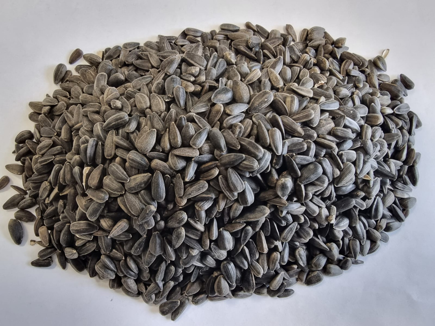 Słonecznik czarny/ Sunflower black Cena podana FCA Osina Mała, 98-358 Kiełczygłów czystość 99%, Sposób pakowania na życzenie klienta Cena do uzgodnienia i