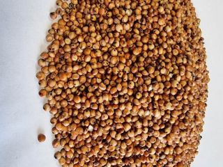 Sorgo czerwone/ Red Sorghum Cena podana FCA Osina Mała,