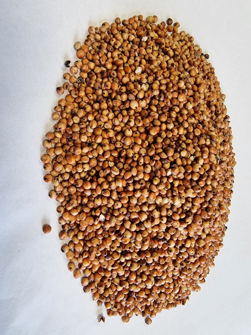 Sorgo czerwone/ Red Sorghum Cena podana FCA Osina Mała, 98-358 Kiełczygłów czystość 99%, Sposób pakowania na życzenie klienta Cena do uzgodnienia i