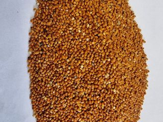 Proso czerwone/ Red millet Cena podana FCA Osina Mała,