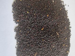 Rzepak/ Rapeseed Cena podana FCA Osina Mała, 98-358 Kiełczygłów