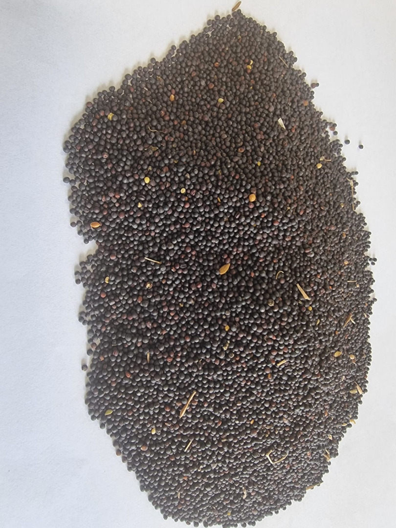 Rzepak/ Rapeseed Cena podana FCA Osina Mała, 98-358 Kiełczygłów czystość 99%, Sposób pakowania na życzenie klienta Cena do uzgodnienia i ostatecznego