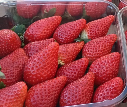 Klementynka / Mandaryn Odmiana: Ortenique, Orri, Narrot Kaliber 1/4: 0,50 €/kg Kaliber 1xx: 0,88 Kaliber 2/3: 0,72 Pomarańczowy: Kaliber 1/3 przy 0,68 €/kg