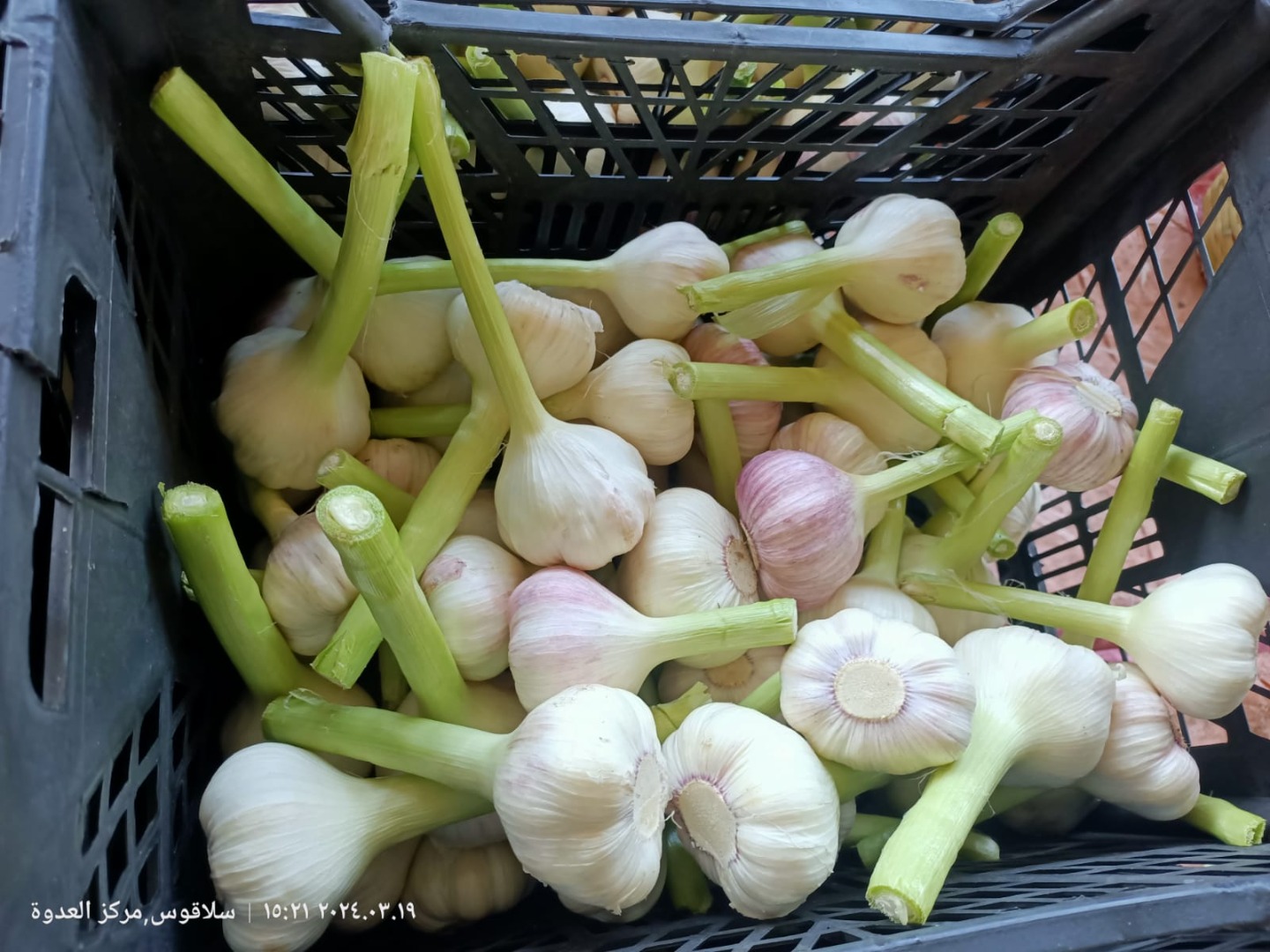Na sprzedaż: Świeży fioletowy egipski czosnek w dwóch rodzajach opakowań - koszyki 5kg (kaliber 5.5) oraz worki 20kg (kaliber 6+ z długą łodygą)