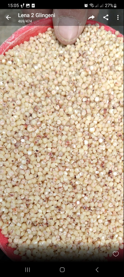 Sorgo mielone, kasza, w big bagach po 1 tona każdy
