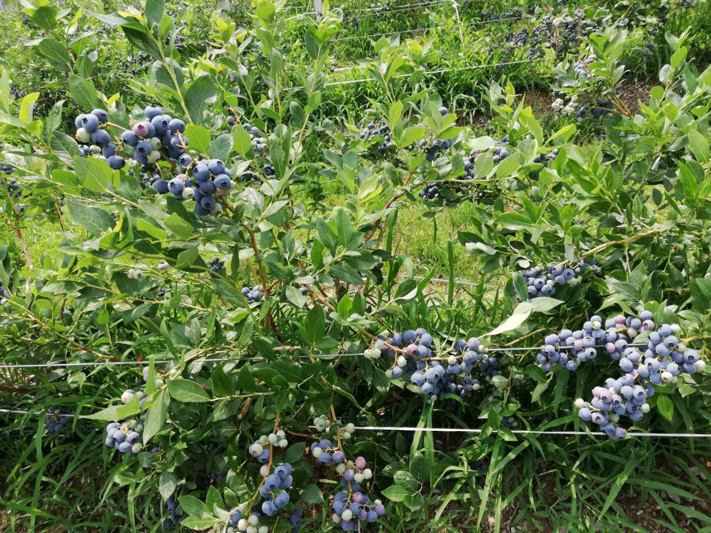 Zajmujemy się produkcją i sprzedażą świeżych borówek