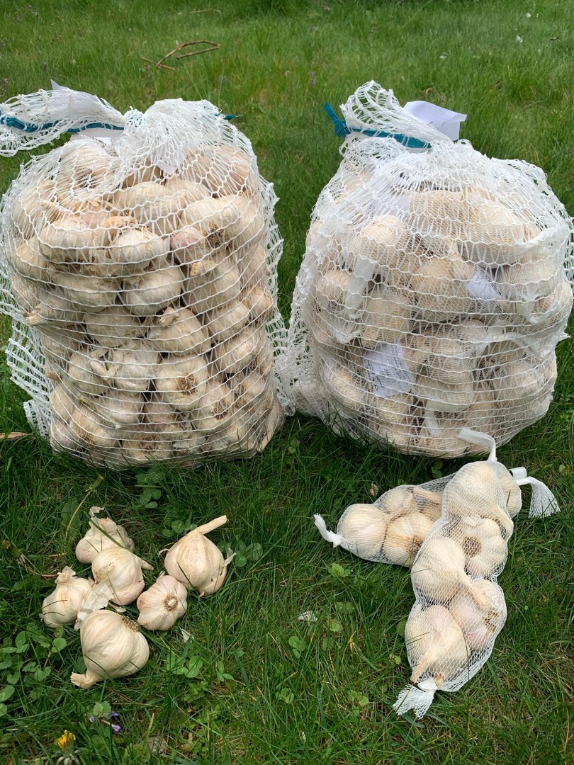 Oferta: CZOSNEK Mamy do sprzedania ok 600 kg świetnej jakości czosnku: Polski czosnek jary "Jarus" - luz, worki 5kg /cena: 15 zł za kg - konfekcjonowany