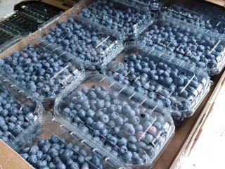 W sprzedaży posiadamy borówkę uprawną odmian Duke, BlueGold, Draper,