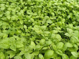 Hybrid Italian Genovese Basil in 10 centimeter plastic pots.