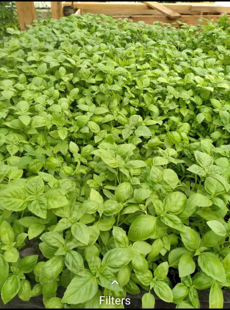 Hybrid Italian Genovese Basil in 10 centimeter plastic pots