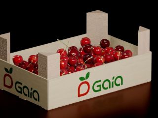 produkujemy i dystrybuujemy: czereśnie, śliwki oraz najsłodszą odmianę winogrona