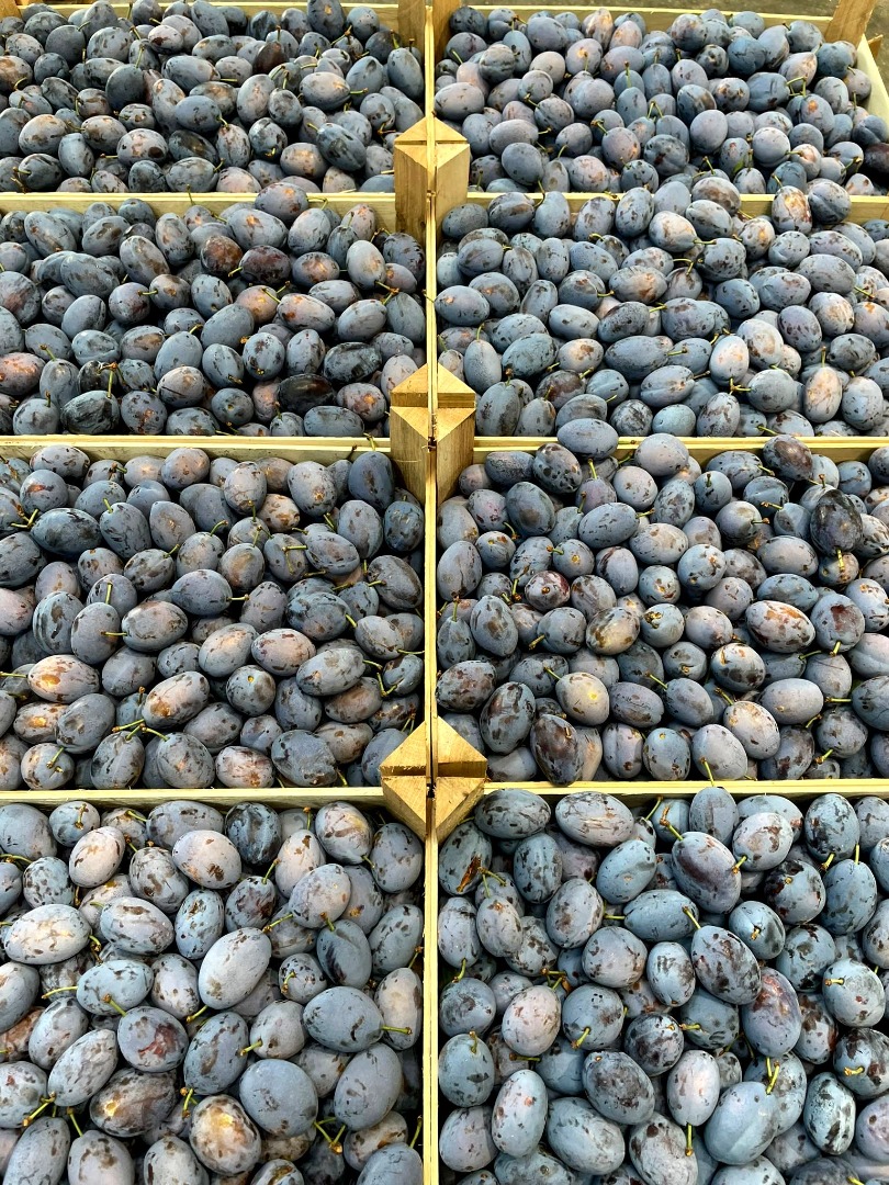 produkujemy i dystrybuujemy: czereśnie, śliwki oraz najsłodszą odmianę winogrona Moldova