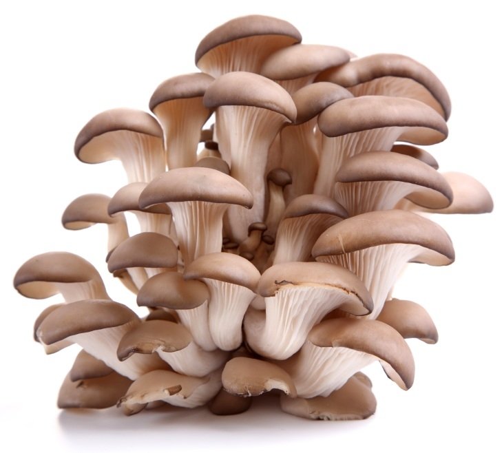 Witam! W tym roku planujemy rozpoczęcie hodowli grzybów takich jak Boczniak Ostrygowaty (Oyster Mushroom), Shiitake oraz Soplówka Jeżowata (Lion Mane)