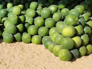 Arbuzy są duże od 4kg do 8kg. Wysyłamy do