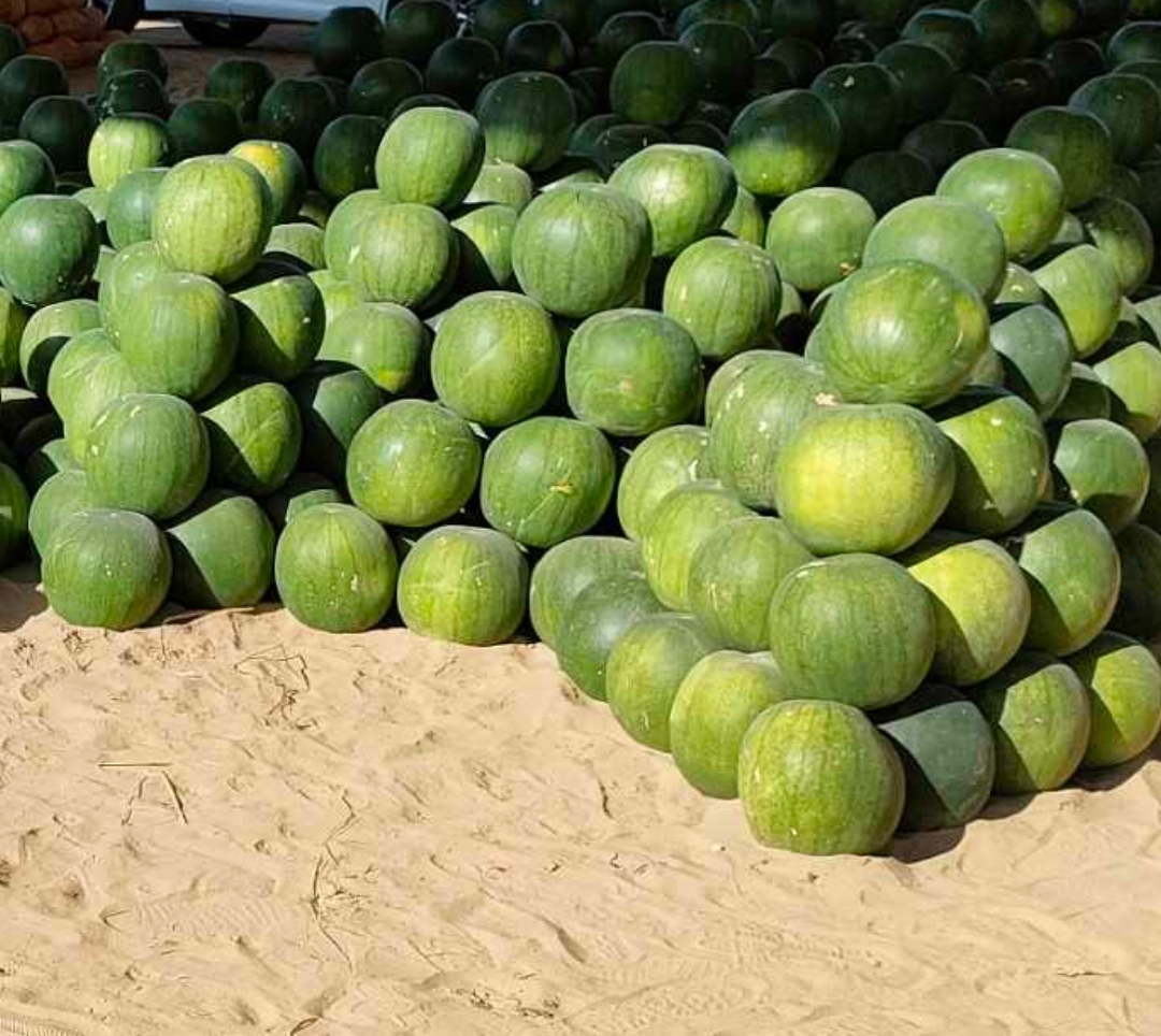 Arbuzy są duże od 4kg do 8kg