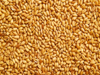 Sprzedam pszenicę paszową od producenta. Ostateczna cena uzależniona jest