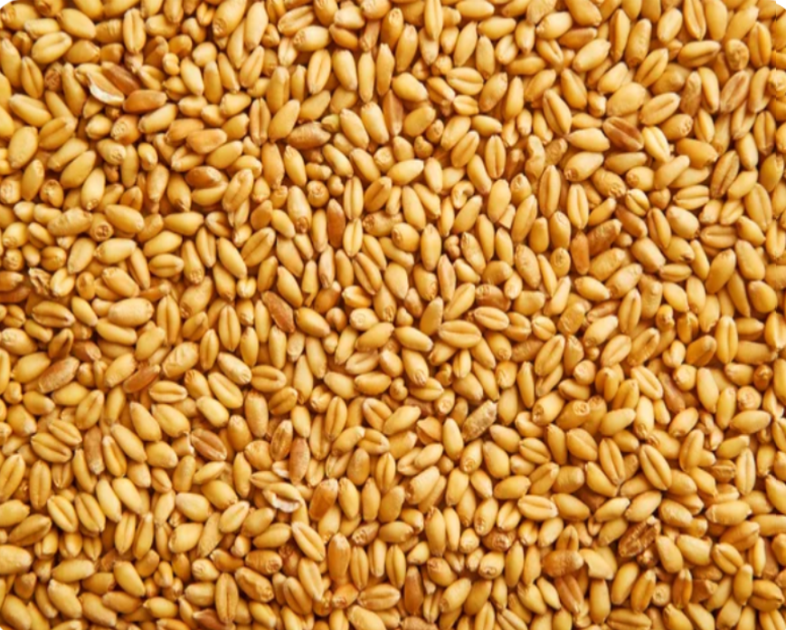 Sprzedam pszenicę paszową od producenta